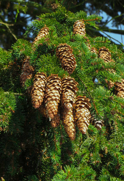 istock Bunches of last year's cones on the spruce. 1198622493