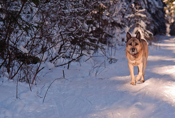 Running West Siberian Laika (Husky) stock photo