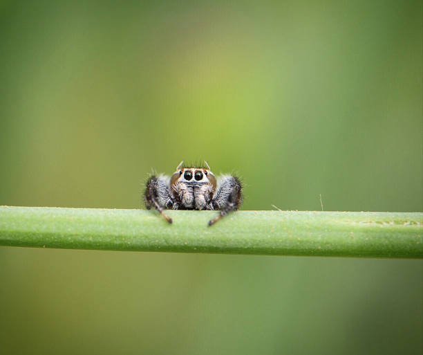 Jumping Spider Macro photography of a jumping spider taken with a Nikon D5500 jumping spider photos stock pictures, royalty-free photos & images