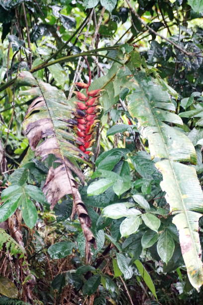 istock Red heliconia flower in the jungle 1198624726