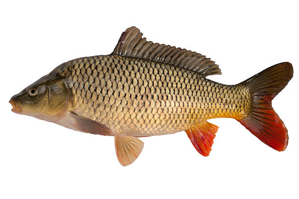 Carp  carp stock pictures, royalty-free photos & images