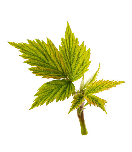 istock The first raspberry leaves in spring bloom isolated on white background 1198625388