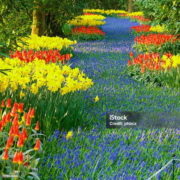 Giardini Di Keukenhof - Fotografie stock e altre immagini di Abbondanza - Abbondanza, Aiuola, Ambientazione esterna