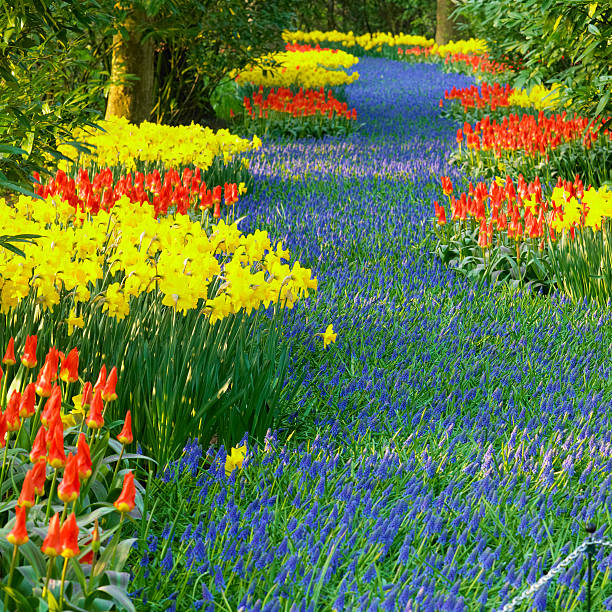 istock Keukenhof Gardens 119862646
