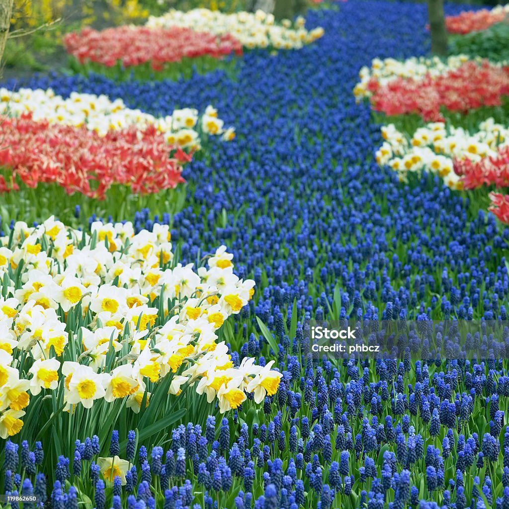 Jardins de Keukenhof - Photo de Bleu libre de droits