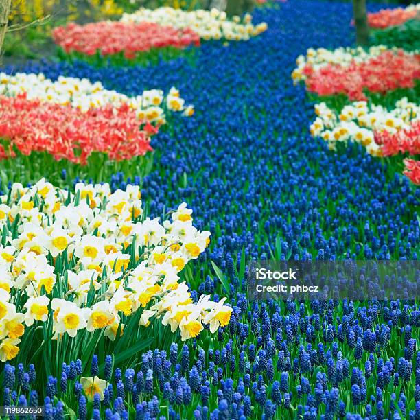 Photo libre de droit de Jardins De Keukenhof banque d'images et plus d'images libres de droit de Bleu - Bleu, Carré - Composition, Europe