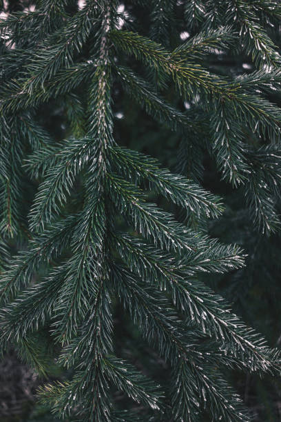istock green branch with needles, slightly covered with hoarfrost 1198627202