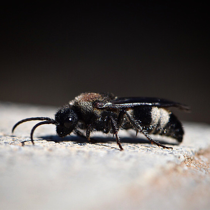 Macro photography of a velvet ant taken with a Nikon D5500