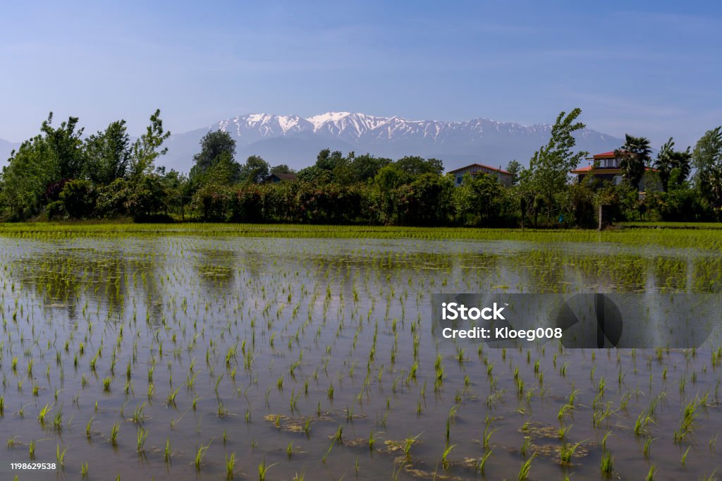 Rice fields Lahijan Mountains Iran Rice fields in Lahijan in Iran with the snowy mountains in the background and some houses on a summers day. Agricultural Equipment Stock Photo