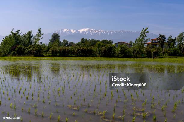 Rice Fields Lahijan Mountains Iran Stock Photo - Download Image Now - Agricultural Equipment, Agricultural Field, Agricultural Machinery