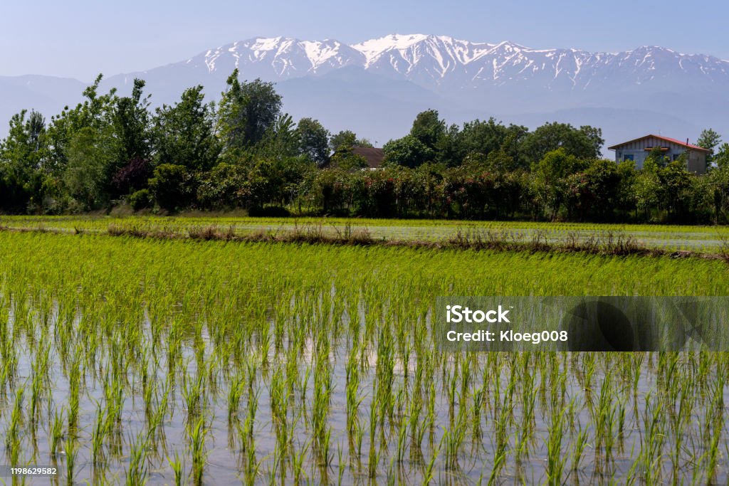 Rice fields Lahijan Iran Rice fields in Lahijan in Iran with the mountains in the background and some houses on a summers day. Agricultural Equipment Stock Photo
