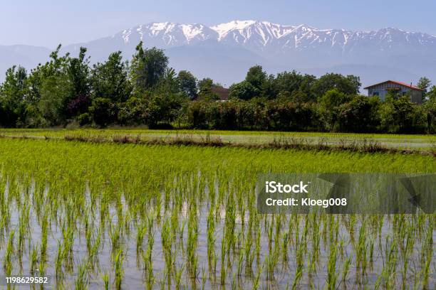 Rice Fields Lahijan Iran Stock Photo - Download Image Now - Agricultural Equipment, Agricultural Field, Agricultural Machinery