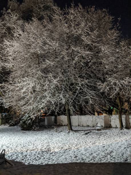 istock Ice tree of light in the darkest winter night 1198629593