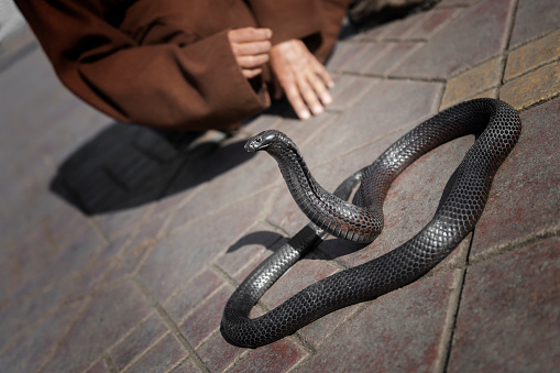 Black cobra snake with snake charmer detail in the background at Djemaa el Fna in Marrakech, Morocco