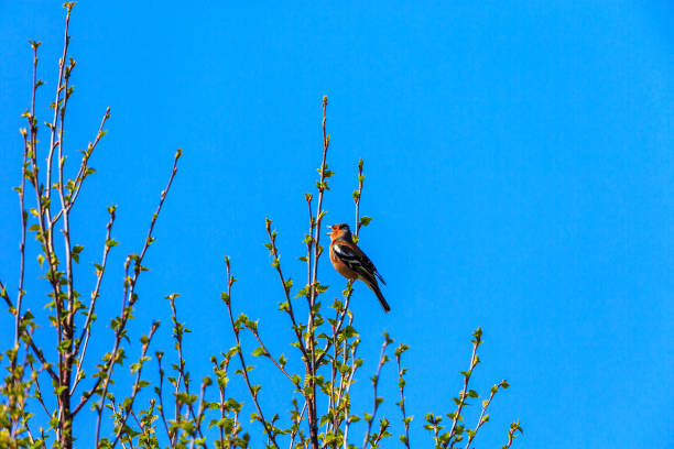Summertime front view close-up of a cute single male common chaffinch (Fringilla Coelebs) sitting in a tree, looking straight at the camera