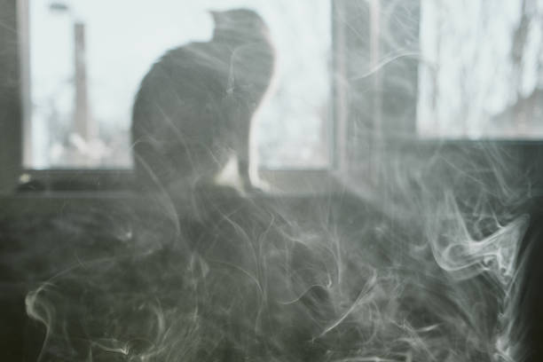 흰 연기 뒤의 창 밖으로 바라보는 고양이 - wispy smoke steam swirl 뉴스 사진 이미지