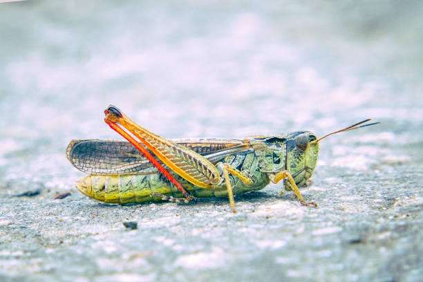 locusts on the ground. macro, close-up. locust invasion - locust invasion imagens e fotografias de stock