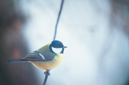 Tit sitting on a rope. Soft focus