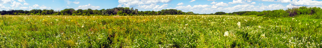 Panorama Summer meadow with flowers in front of the forest
