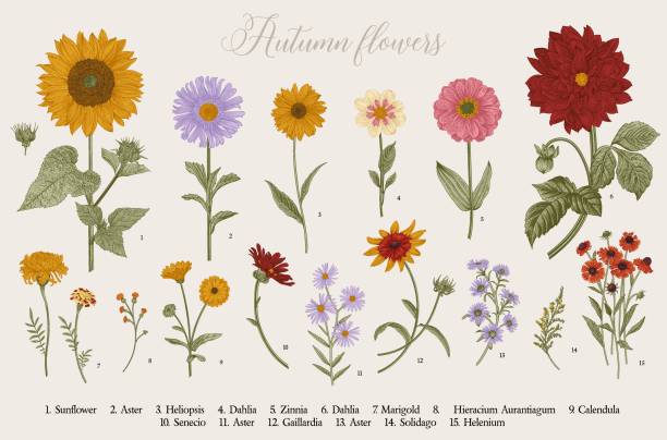 Autumn flowers. Vintage vector botanical illustration. Set. Autumn flowers. Colorful vintage flowers stock illustrations