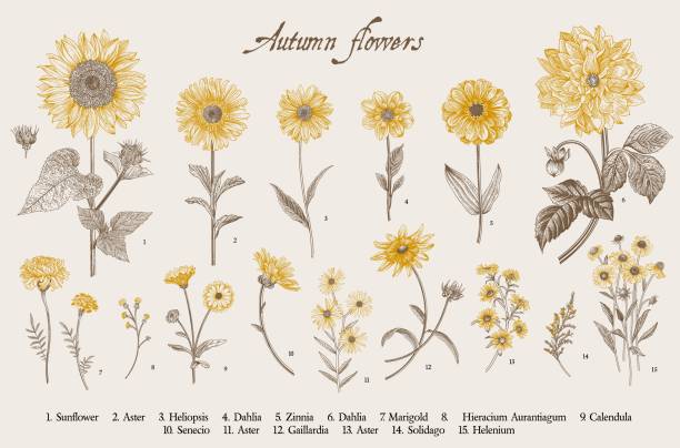 zbiór. jesienne kwiaty. - aster stock illustrations