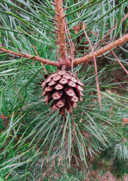 istock Brown pine cones hanging on a branch. 1198641547