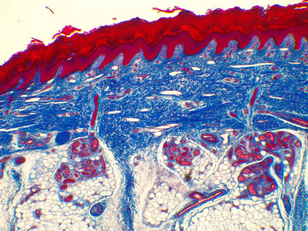 istock Skin of a human finger tip under the microscope 1198641598