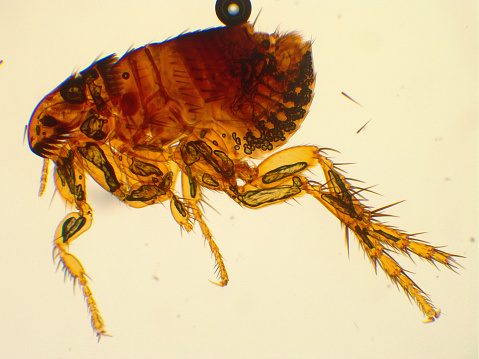 Cat flea under microscope. 40x magnification. Ctenocephalides felis
