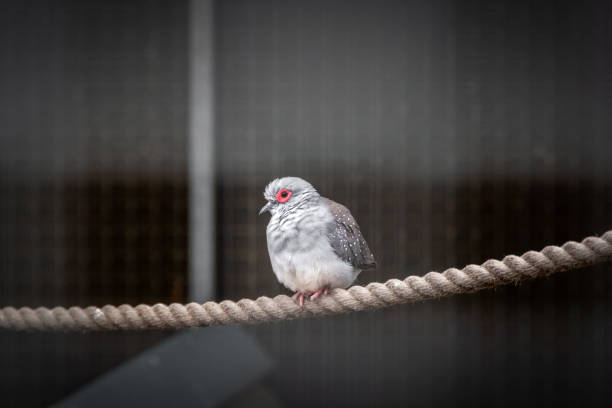 istock Small bird with red eyelid resting on a rope 1198646877