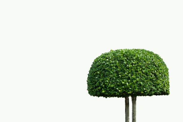 istock Nature tree green color mushroom shape on isolate background 1198647494