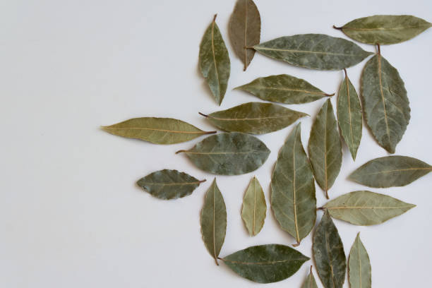 istock Dried bay leaves, aromatic seasoning ingredients 1198647604