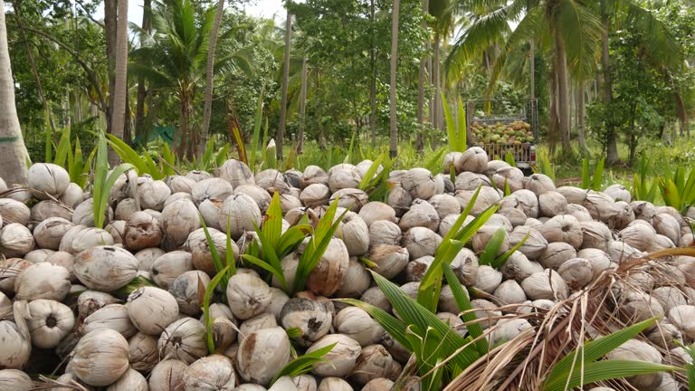 Coconut farm with nuts ready for oil and pulp production. Large piles of ripe sorted coconuts. Paradise Samui tropical island in Thailand. Traditional asian agriculture.