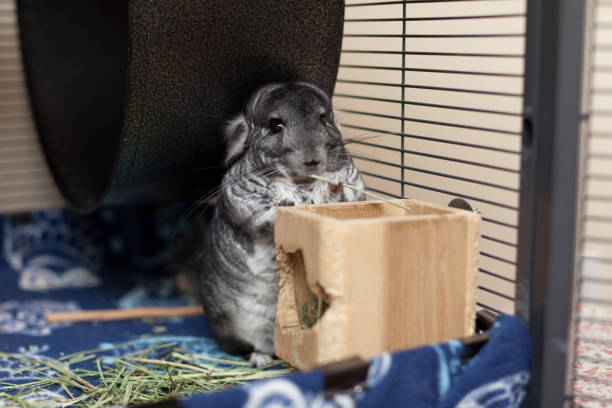 istock Cute Chinchilla In Play 1198648632