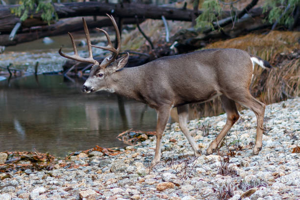 Mule deer buck walking toward river, California, Yosemite National Park, Winter