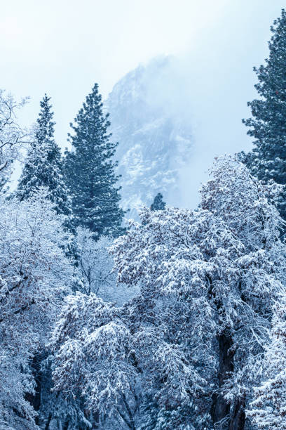 istock Snow covered trees in Yosemite Valley 1198650319