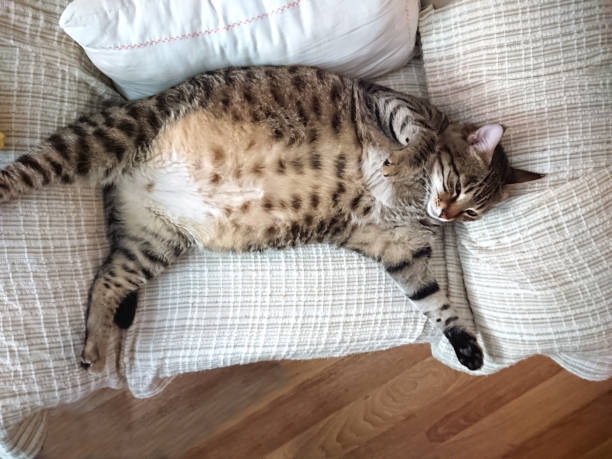 жирная кошка - pregnant animal стоковые фото и изображения