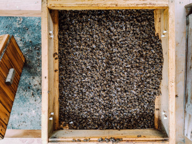 abeilles mortes - colonie d'abeilles effondrée - colony collapse disorder photos et images de collection