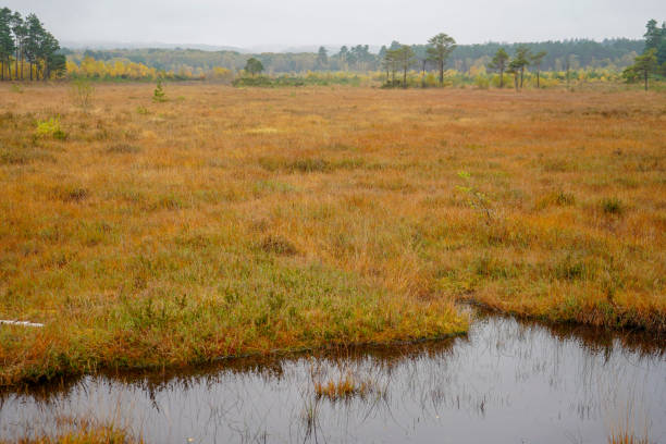Swampy waterlogged grassland in the summer