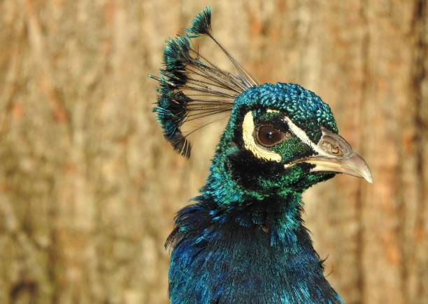 istock Close-up view of Peacock head and neck, facing towards the right, with blurred tree trunk in the background 1198650708