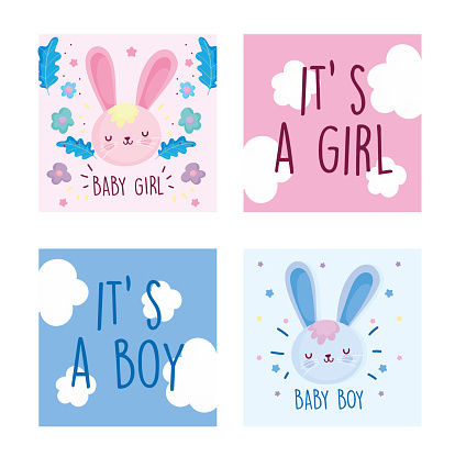 boy or girl, gender reveal cute rabbits flowers decoration cards vector illustration