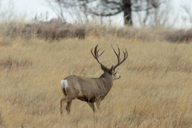 istock Mule Deer Buck in Fall in Colorado 1198651491