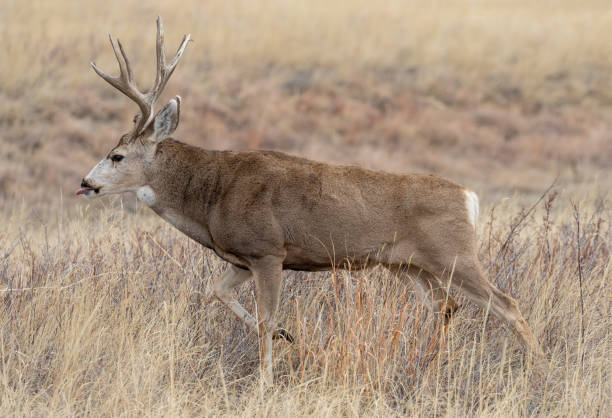 istock Mule Deer Buck in Fall in Colorado 1198651682