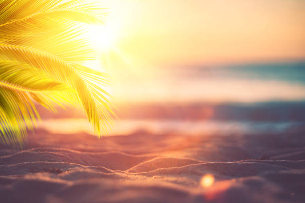istock Blur beautiful nature green palm leaf on tropical sunset beach with bokeh light wave abstract background 1198651712