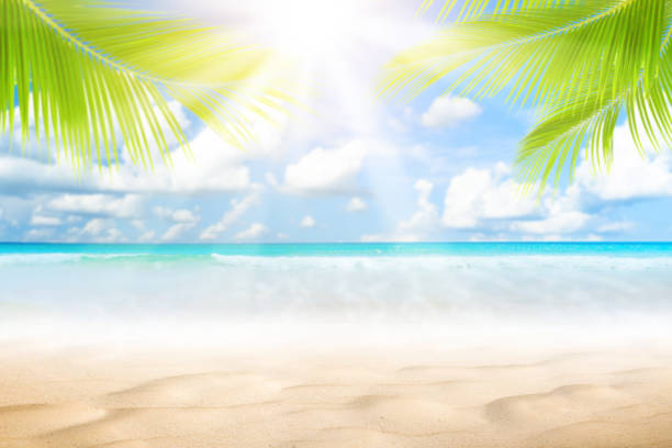 istock Blur beautiful nature green palm leaf on tropical beach with bokeh sun light wave abstract background. 1198651722