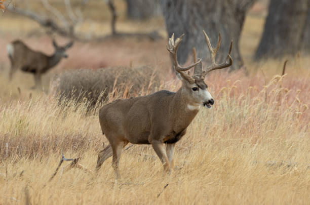 istock Mule Deer Buck in Fall in Colorado 1198651967