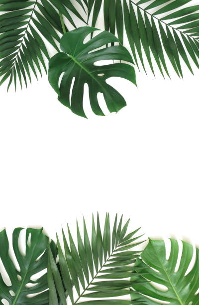 istock tropical green palm, monstera leaves , branches frame isolated on a white background. top view.copy space.abstract. 1198651971
