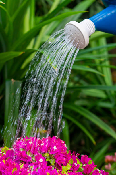 istock Pot shower to plants 1198652857