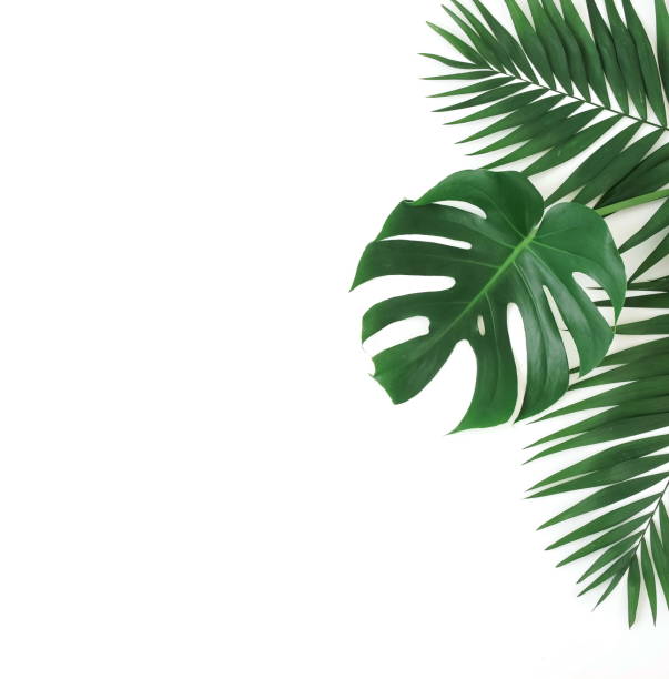 istock tropical green palm, monstera leaves , branches frame isolated on a white background. top view.copy space.abstract. 1198653103
