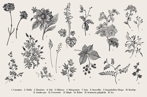 Vintage vector botanical illustration. Set. Autumn flowers. Black and white