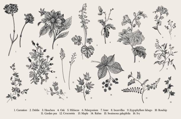 Set. Autumn flowers. Vintage vector botanical illustration. Set. Autumn flowers. Black and white botany stock illustrations